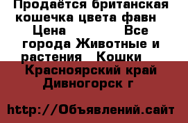 Продаётся британская кошечка цвета фавн › Цена ­ 10 000 - Все города Животные и растения » Кошки   . Красноярский край,Дивногорск г.